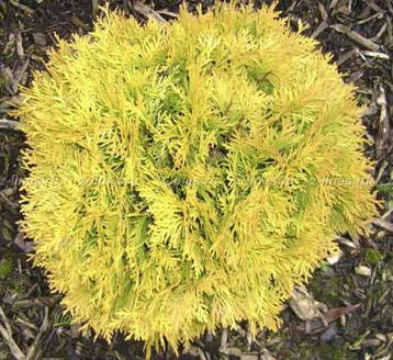 Туя західна Danica Aurea 3 річна, Туя західна Даніка Ауреа, Thuja occidentalis Danica Aurea, фото 2