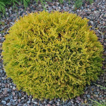 Туя західна Danica Aurea 2 річна, Туя западная Даника Ауреа, Thuja occidentalis Danica Aurea, фото 3