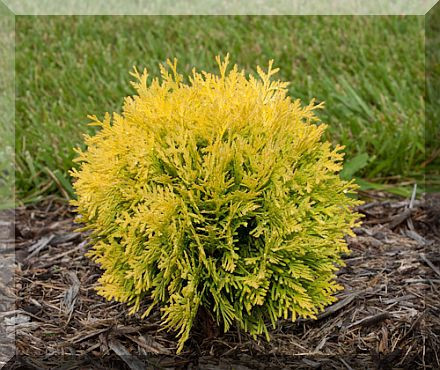 Туя західна Danica Aurea 2 річна, Туя западная Даника Ауреа, Thuja occidentalis Danica Aurea