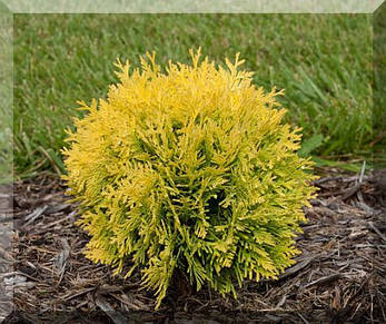 Туя західна Danica Aurea 3 річна, Туя західна Даніка Ауреа, Thuja occidentalis Danica Aurea, фото 1