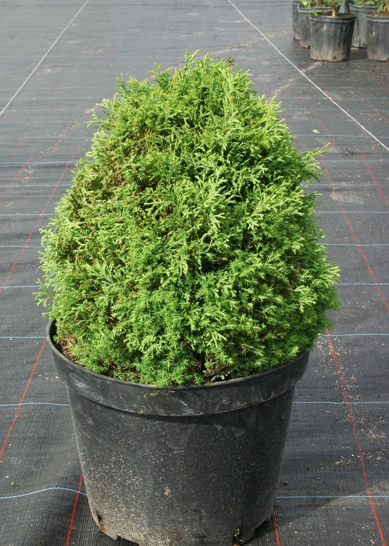 Туя західна Elwagnera, Туя західна / вереськовідная Эльвангера, Thuja Ellwangeriana