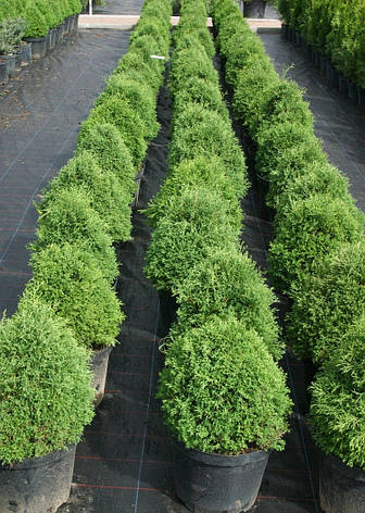 Туя західна Elwagnera, Туя західна / вереськовідная Эльвангера, Thuja Ellwangeriana, фото 3