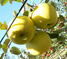 Яблуня Луна. (М.26). Зимовий сорт