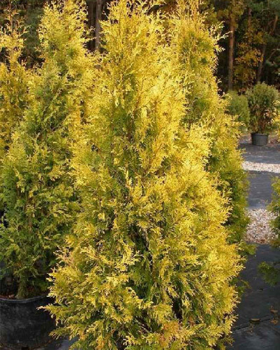 Туя західна Europa Gold 3 річна, Туя західна Європа Голд, Thuja occidentalis Europe Gold