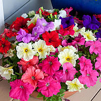 Петунія Фалкон Мікс F1 | Falcon Mix F1 Sakata 1000 ( драже )