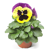 Віола Колосус Тріколор  F1 | Colossus Tricolor F1 Syngenta 1000 н