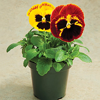 Фіалка  Колоссус Файр Сюрпрайз F1 | Colossus Fire Surprise F1 Syngenta 1000 н