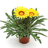 Газанія Фрості Кісс Єллоу F1 | Frosty Kiss Yellow Syngenta 1000 н