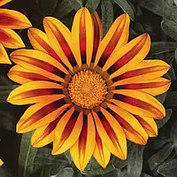 Газанія Фрості Кісс Оранж Флейм F1 | Frosty Kiss Orange Flame Syngenta 1000 н