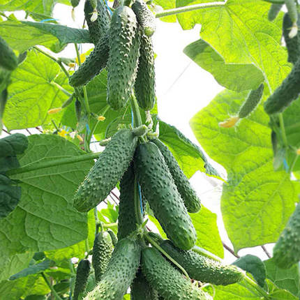Насіння огірка Ніборі (KS 90) F1 Kitano Seeds 1000, фото 1