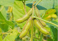 Семена сои Аполло. Устойчива к Раундапу