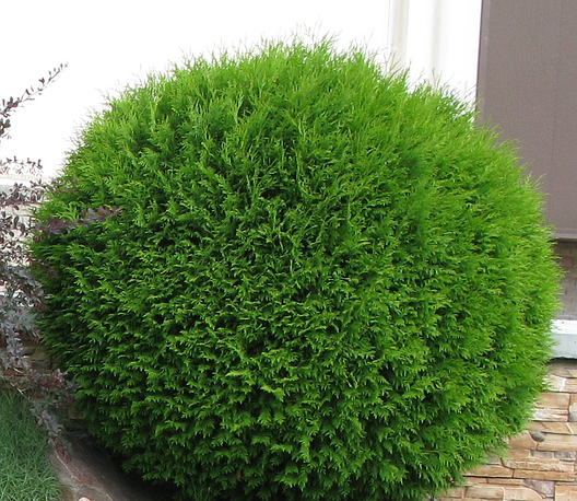 Туя західна Globosa 2 річна, Туя західна Глобоза, Thuja occidentalis Globosa, фото 1