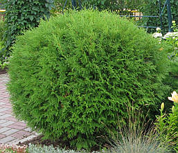 Туя західна Globosa 2 річна, Туя західна Глобоза, Thuja occidentalis Globosa, фото 5