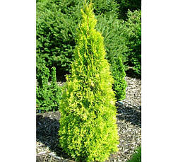Туя західна Gold Smaragd 2 річна, Туя західна Голд Смарагд / Джанед Голд, Thuja Gold Smaragd /Janed Gold, фото 4