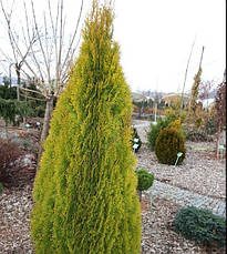 Туя західна Gold Smaragd 2 річна, Туя західна Голд Смарагд / Джанед Голд, Thuja Gold Smaragd /Janed Gold, фото 3