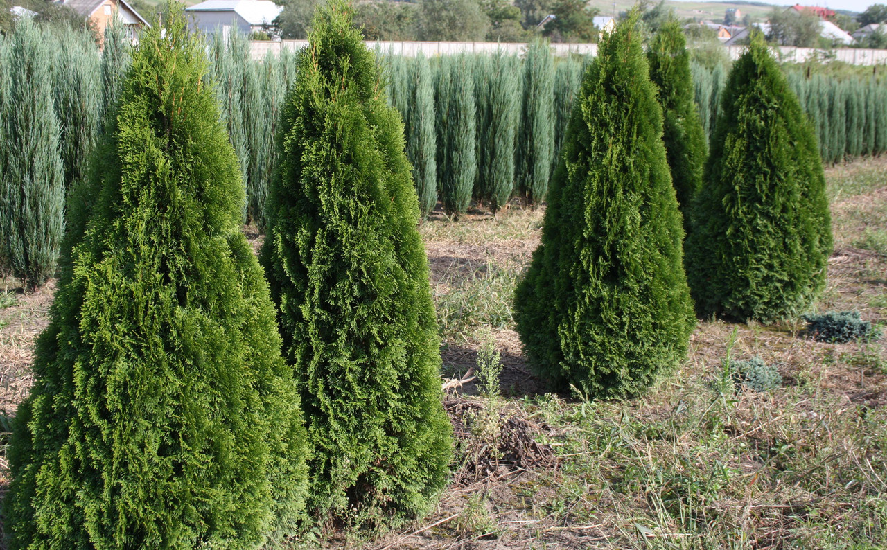 Туя західна Holmstrup 3 річна, Туя западная Хольмструп, Thuja occidentalis Holmstrup - фото 2 - id-p446752437