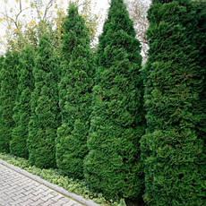 Туя західна Holmstrup 3 річна, Туя західна Хольмструп, Thuja occidentalis Holmstrup, фото 3