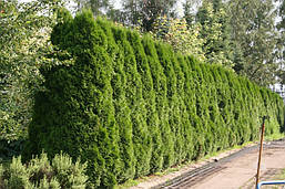 Туя західна Holmstrup 3 річна, Туя західна Хольмструп, Thuja occidentalis Holmstrup, фото 3