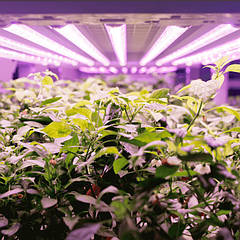 Освітлення для рослин