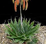 Алое остисте Aloe aristata, фото 3
