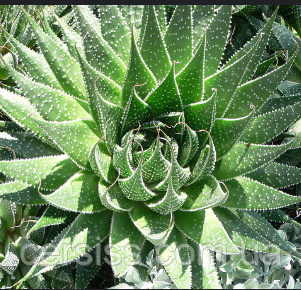 Алое остисте Aloe aristata, фото 1