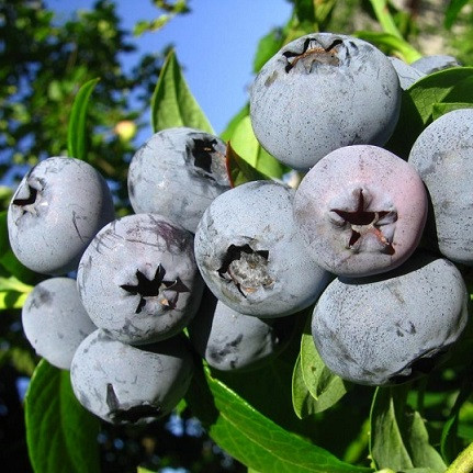 Лохина сорт Блюетта, 4 роки конт. 7.5 л