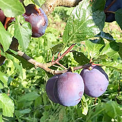 Саджанці сливи сорт Блюфрі