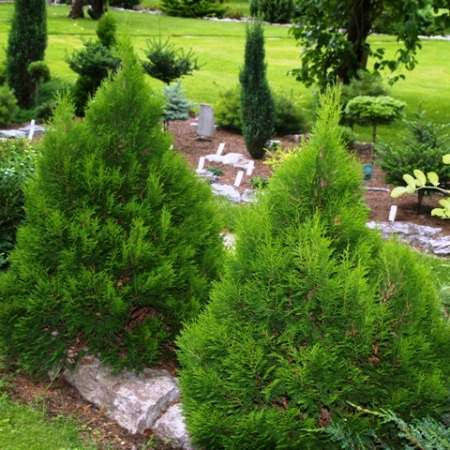 Туя західна Miky 4 річна, Туя західна Міки / Міккі, Thuja occidentalis Miky, фото 1