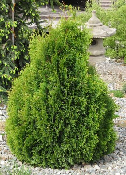Туя західна Miky 3 річна, Туя західна Міки / Міккі, Thuja occidentalis Miky