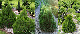 Туя західна Miky 4 річна, Туя західна Міки / Міккі, Thuja occidentalis Miky, фото 5