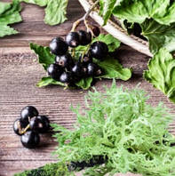 Currant and Oakmoss №79, косметична віддушка для мила, свічок ручної роботи, США, ваніль 0%