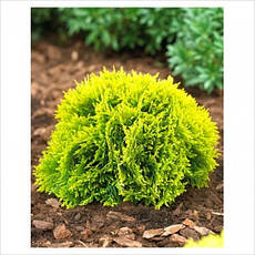 Туя західна Mirjam 2 річна, Туя западная Мириам, Thuja occidentalis Mirjam, фото 5