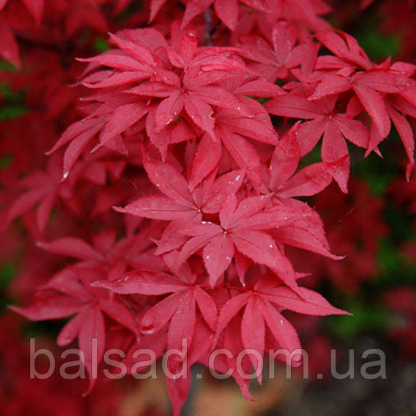 Клен Твомблі Ред Сентінел / h 40-60 / Acer Twombly's Red Sentinel