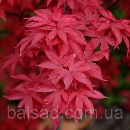 Клен Твомблі Ред Сентінел / h 40-60 / Acer Twombly's Red Sentinel, фото 1