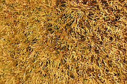 Туя західна Rain Gold 3 річна, Туя західна Рейнголд, Thuja occidentalis Rheingold, фото 5