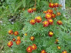 Чорнобривці "Кармен" (насіння 0,5 г)