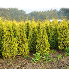 Туя західна Sankist 3 річна, Туя західна Санкіст, Thuja occidentalis Sunkist, фото 3