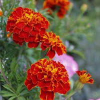 Чорнобривці "Болеро" (насіння0,5 г)