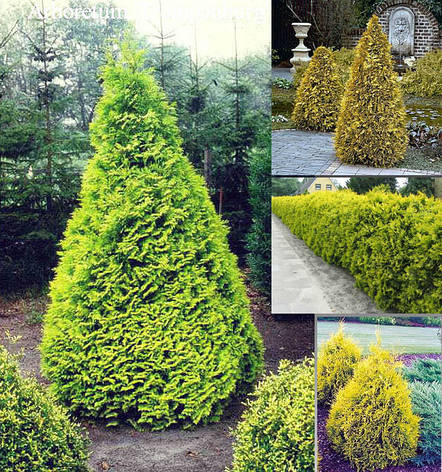 Туя західна Sankist 3 річна, Туя західна Санкіст, Thuja occidentalis Sunkist, фото 1