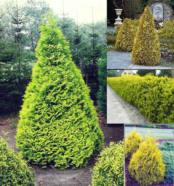 Туя західна Sankist 3 річна, Туя западная Санкист, Thuja occidentalis Sunkist - фото 1 - id-p446859468