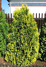 Туя західна Sankist 4 річна, Туя західна Санкіст, Thuja occidentalis Sunkist, фото 5