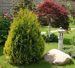 Туя західна Sankist 4 річна, Туя західна Санкіст, Thuja occidentalis Sunkist, фото 6