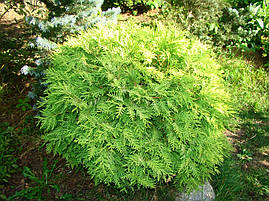 Туя західна Selena 3 річна, Туя західна Селену, Thuja occidentalis Selena, фото 2