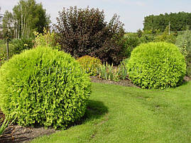 Туя західна Selena 3 річна, Туя західна Селену, Thuja occidentalis Selena, фото 4