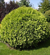 Туя західна Selena 3 річна, Туя західна Селену, Thuja occidentalis Selena, фото 2