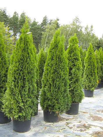 Туя західна Smaragd 3 річна 50см, Туя західна Смарагд, Thuja occidentalis Smaragd, фото 1