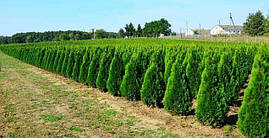 Туя західна Smaragd 3 річна 50см, Туя західна Смарагд, Thuja occidentalis Smaragd, фото 4