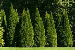 Туя західна Smaragd 3 річна 50см, Туя західна Смарагд, Thuja occidentalis Smaragd, фото 5