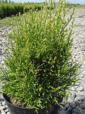 Туя західна Smaragd Light 2 річна, Туя западная Смарагд Лайт, Thuja occidentalis Smaragd Light, фото 6