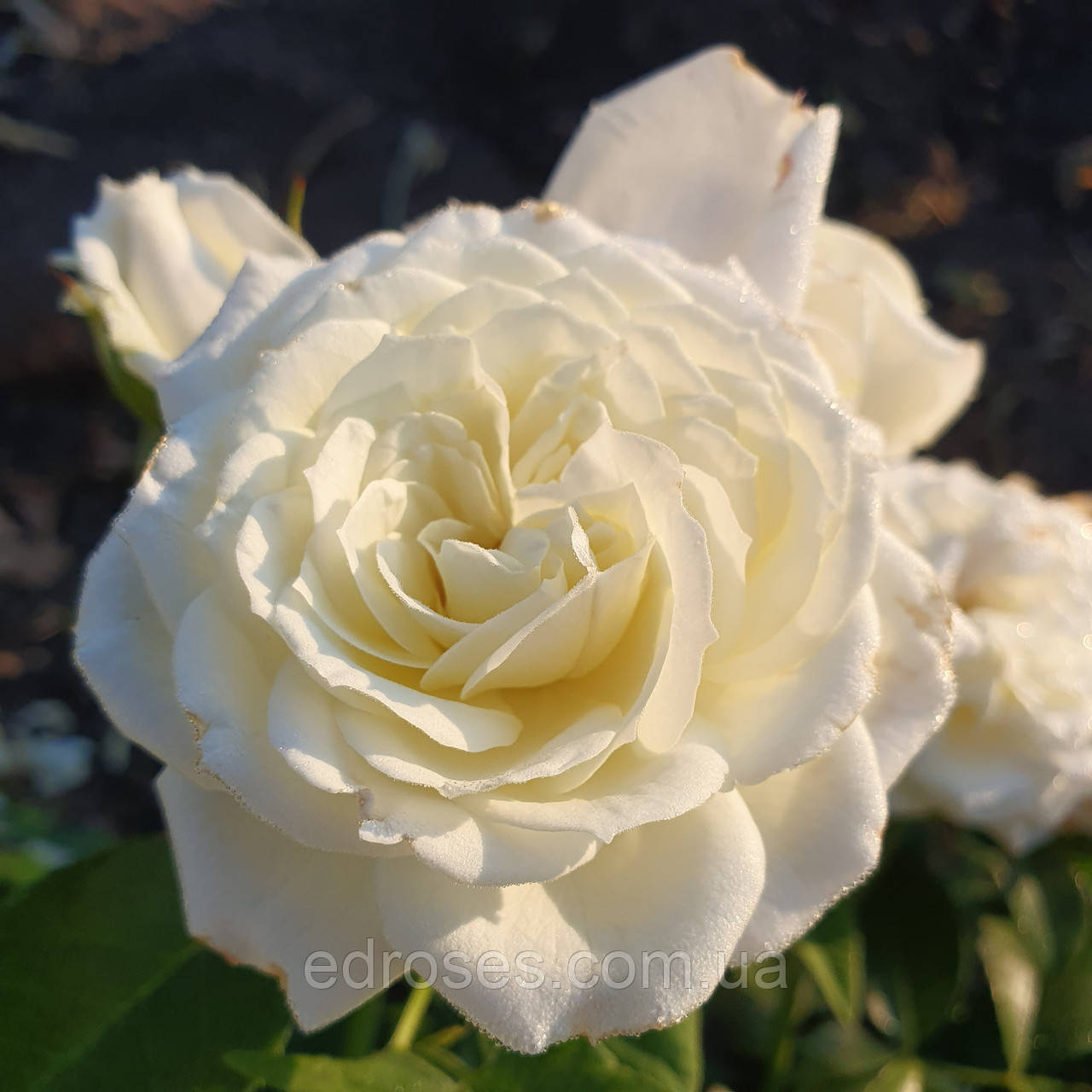 Алабастер (Alabaster)